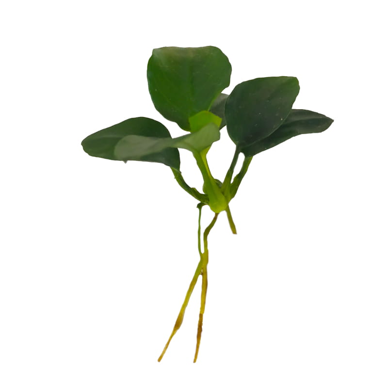 ANUBIAS PETITE NANA NAJMNIEJSZY SADZONKA DO AKWARIUM